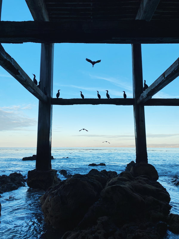 Cormorant colony - Monterey, California